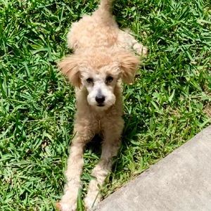 Meet your Posher, Jo